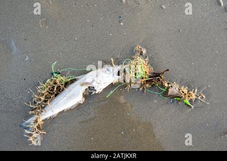 Pesci di mare morti catturati in linea di pesca scartata Foto Stock