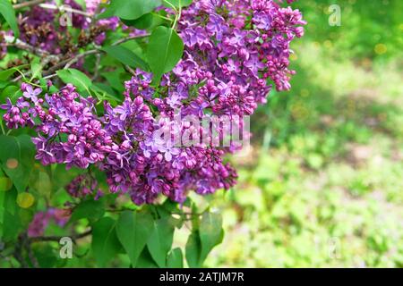 Fiori lilla con sfondo verde sfocato. Rami di lilla viola in fiore su sfondo primavera. Primavera Blossom. Foto Stock