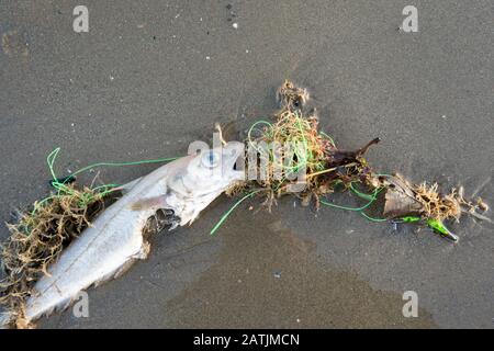 Pesci di mare morti catturati in linea di pesca scartata Foto Stock