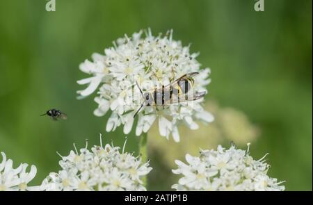 Vasetto Potter (Ancistrocerus sp) alimentazione Foto Stock