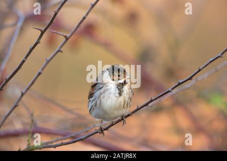 Vista frontale primo piano di maschio selvatico UK reed bunting uccello (Emberiza schoeniclus) in inverno piumaggio, isolato all'aperto perching sul ramo. Uccelli britannici. Foto Stock