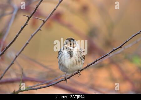 Vista frontale primo piano di maschio selvatico UK reed bunting uccello (Emberiza schoeniclus) in inverno piumaggio, isolato all'aperto perching sul ramo. Uccelli britannici. Foto Stock