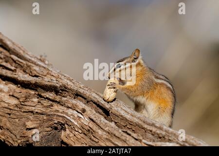 Chipmunk, Wyoming, Stati Uniti Foto Stock