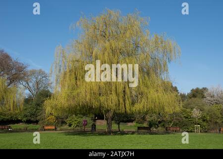 Weeping Willow Tree (Salix x Sepulcralis 'Chrysocoma') sulle rive del fiume Avon nella città di Stratford Upon Avon nel Warwickshire, Inghilterra, Regno Unito Foto Stock