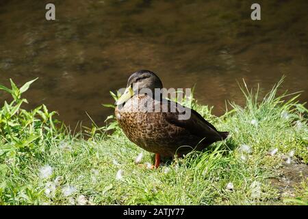 Sammamish Park A Redmond. Un'anatra selvatica mentre riposa sulla riva. Foto Stock