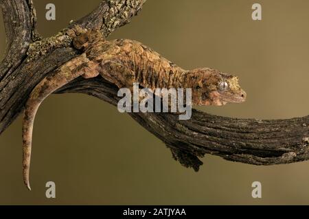 Mossy coda prensile Gecko (Mniarogekko chahoua) mimetizzata contro un lichene ramo coperti Foto Stock