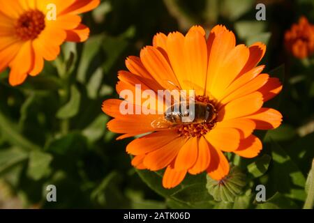 Ape su fiore di Calendula Foto Stock