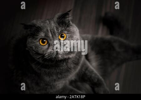 Un adorabile gatto inglese shorthair grigio con occhi giallo brillante che guarda verso l'alto dritto nella fotocamera mentre si siede sul pavimento con spazio copia Foto Stock