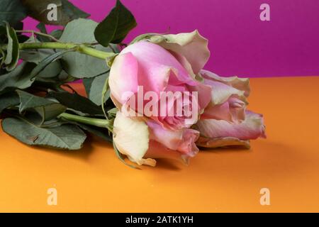 fiore di rose rosa su sfondo arancione e rosa Foto Stock