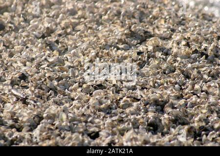 Deposito di Seashell sulla spiaggia Foto Stock