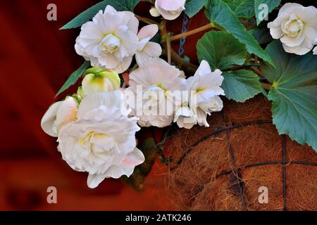 Delicati fiori di bianco begonia nel vaso da fiori da vicino. Begonia è spettacolare ed elegante pianta decorativa in fiore per giardino, floricoltura casa Foto Stock