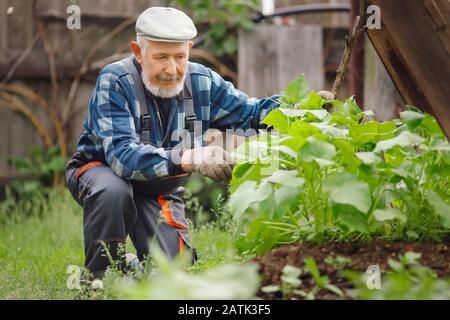 Concetto di azienda agricola ecologica. L'uomo anziano anziano del coltivatore controlla il cerotto del cetriolo, raccoglie la frutta, i fiori e le ovaie Foto Stock