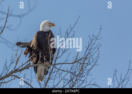 Bald Eadgle in Tree, Grand Teton National Park, Wyoming, Stati Uniti. Foto Stock