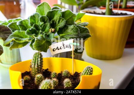 Piante verdi e fiori sul davanzale in un appartamento della città. Cactus Foto Stock