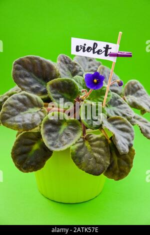 Violeta, fiore violetto, con parola viola Foto Stock