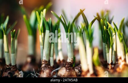 Bulbi di tulipano germogliati in legno box fioreria Foto Stock