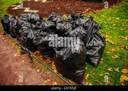 Due sacchetti di rifiuti biodegradabili pieni di foglie gialle sull'erba verde Foto Stock
