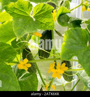 Pianta di cetriolo. Cetriolo con foglie e fiori. Cetrioli in giardino Foto Stock