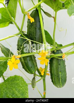 Pianta di cetriolo. Cetriolo con foglie e fiori. Cetrioli in giardino Foto Stock