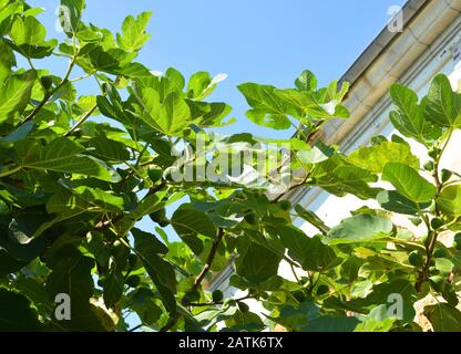 Frutti di fico di Feesh su un albero all'aperto in estate Foto Stock