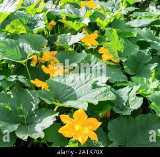 Zucca, pianta di Squash. Zucca, zucchine, zucca, fiore giallo di midollo vegetale con foglie verdi che sbocciano in giardino. Vegetali come bac di cibo Foto Stock