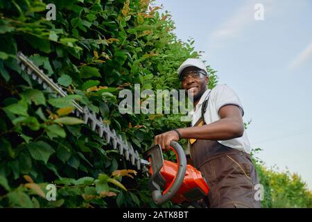 Felice afro americano vestito in speciale marrone generale, occhiali protettivi e cappello estivo che rifilatura foglie su siepe verde. Cespugli paesaggistici giardiniere professionali con tagliasiepi a benzina Foto Stock