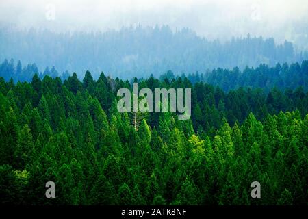 Foresta di tempesta in montagne di alberi di pino in nuvole e nebbioso meteo Foto Stock