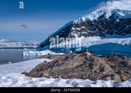 Rookeries dei pinguini Gentoo in cima a un terreno roccioso asciutto nel bel Porto di Neko, un'insenatura della Penisola Antartica Foto Stock