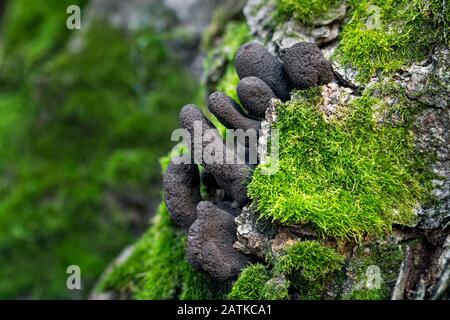 Fungo non commestibile Xylaria che cresce su tronchi di albero. Foto Stock