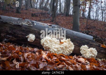 Funghi commestibili di forma insolita che crescono su un tronco di albero Foto Stock