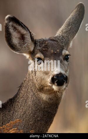 Mule Deer, Wyoming, Stati Uniti. Foto Stock