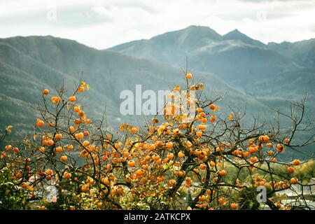 Albero di Persimmon in montagna. Alpi Svizzere. Paesaggio autunnale della montagna Foto Stock