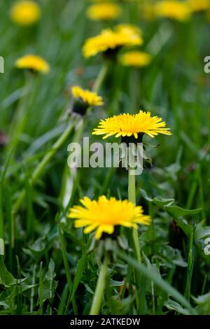 Dandelions che crescono in un cortile di erba Foto Stock