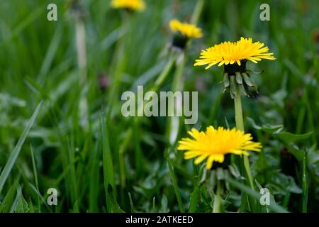 Dandelions che crescono in un cortile di erba Foto Stock
