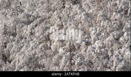 Cime degli alberi coperte di neve nuova Foto Stock