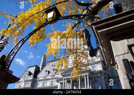 L'autunno lascia sull'albero sopra il vecchio edificio del governo a Montreal Foto Stock
