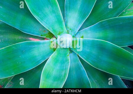 Fondo di grande verde acqua e blu pianta succulenta grande con fuoco selettivo sulle foglie e su anima sfocata. Concetto tranquillo di fiore tropicale Foto Stock