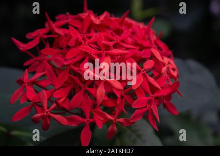 Primo piano di grappolo di piccoli fiori rossi di gelsomino cinese "Ixora chinensis" su sfondo scuro. Foto macro in luce artificiale Foto Stock