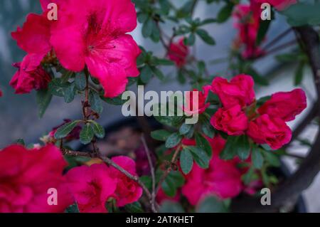 Primo piano con fuoco selettivo di vibrante rosa rododendro 'sissii' rose germogli e fiori che crescono su cespuglio. Atmosfera romantica e pulita Foto Stock