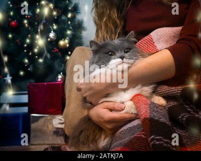 Gatto divertente nelle mani della hostess. Foto Stock
