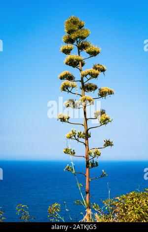 Alto fiore di agave sulla costa albanese Foto Stock