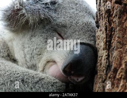 Close Up Of Sleeping Koala Bear Pendente La Sua Testa Contro Un Trunk Nsw Australia Foto Stock