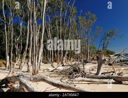 Knobby Trunks E Gli Alberi Sulla Meravigliosa Spiaggia Tropicale Di Putney Sulla Great Keppel Island Queensland Australia Foto Stock