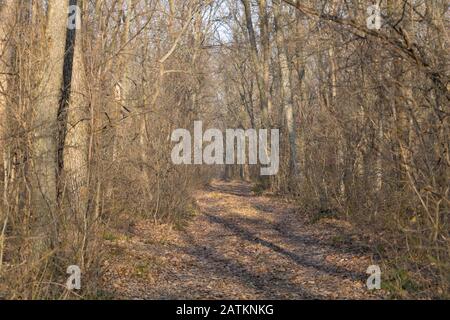 Foresta senza foglie nella stagione fredda, vegetazione secca Foto Stock