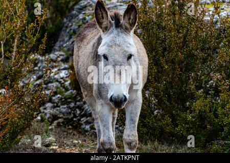 Un asino grigio selvatico che si trova in un campo in natura e guardando la macchina fotografica Foto Stock