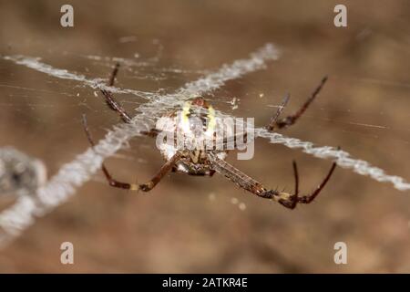 St Andrews Cross Spider in rete Foto Stock