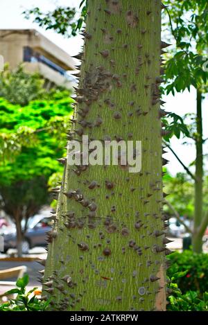 Ceiba speciosa corteccia di albero che cresce in un parco a Barrnaco Miraflores Lima Foto Stock