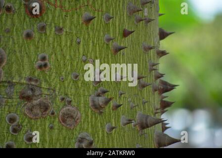 Ceiba speciosa corteccia di albero closeup crescere in un parco a Barrnaco Miraflores Lima Foto Stock