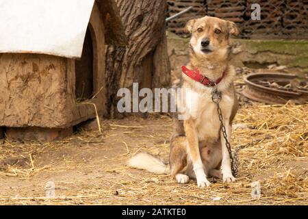 Ritratto di un bel cane che protegge la casa Foto Stock