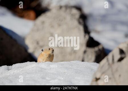 American Pika, Bridger–Teton National Forest, Wyoming, Stati Uniti. Foto Stock